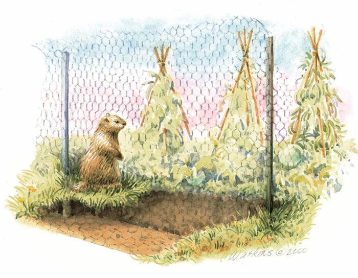 A good fence to protect gardens from woodchucks consists of a tight wire mesh at least 3 feet tall drawing