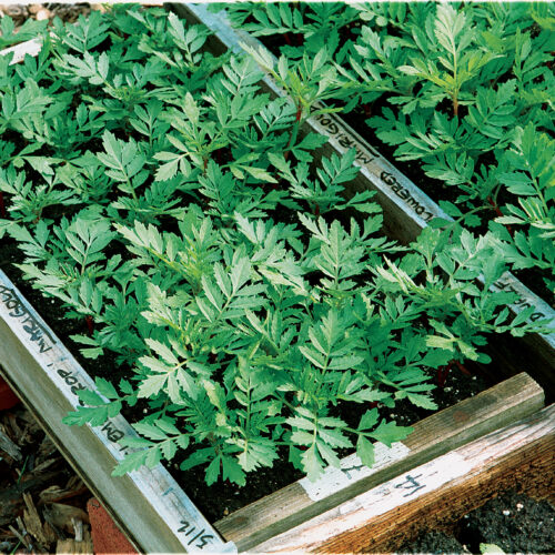 inside a coldframe with soil blacks and growing seedlings