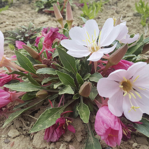 Tufted evening primrose