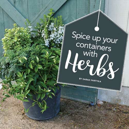 Add herbs to your container designs