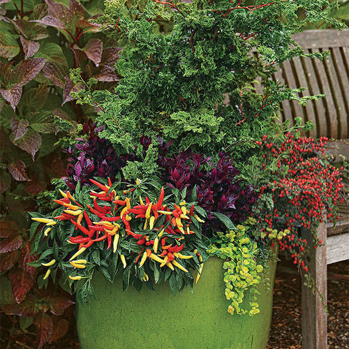 Autumn Pots Minus the Mums