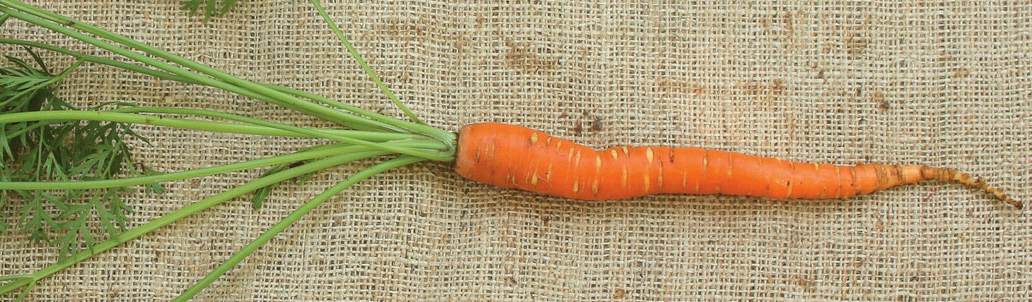 scarlet nantes carrots