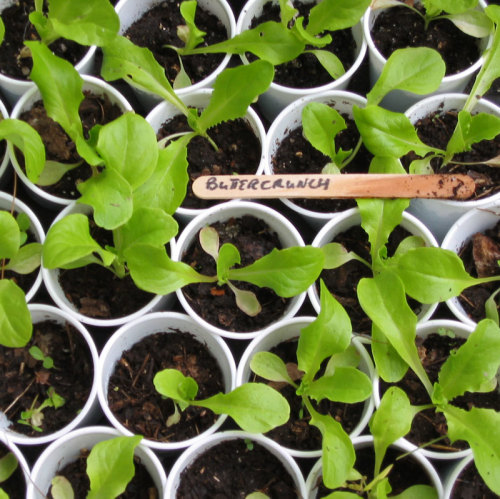 Buttercrunch lettuce