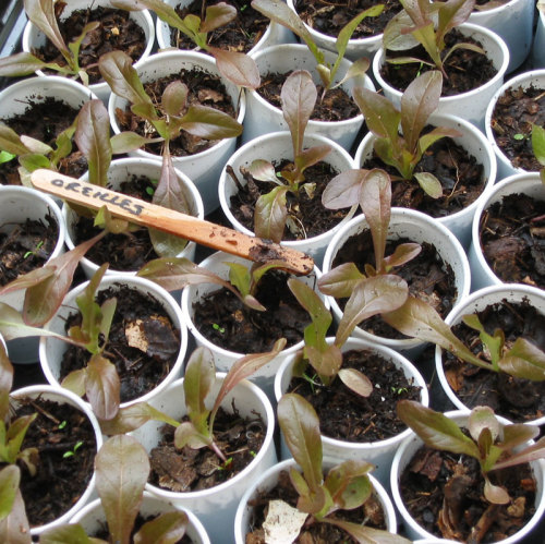 Oreilles du diable lettuce