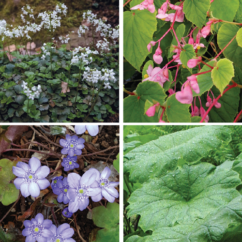 uncommon shade plants